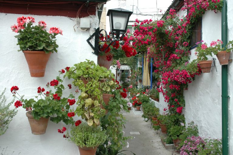 PATIOS Y FLORES